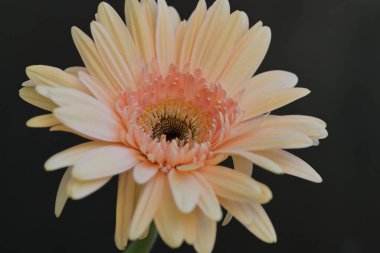 Koyu arkaplanda güzel Gerbera çiçeği 