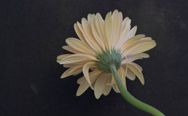 Koyu arkaplanda güzel Gerbera çiçeği 