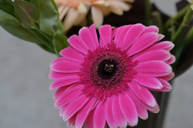 Bahçedeki güzel pembe çiçekler