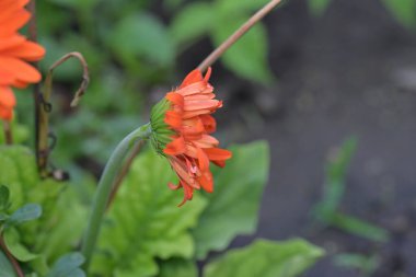 Güzel gerbera çiçek yakın 