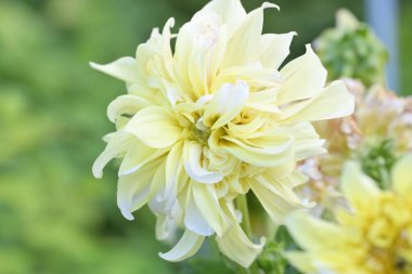 Bahçede güzel sarı dahlia çiçek 