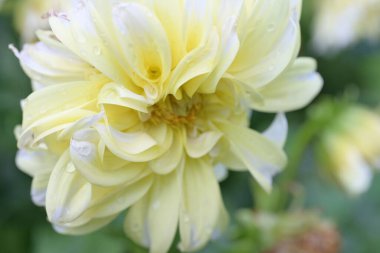 Bahçede güzel sarı dahlia çiçek 