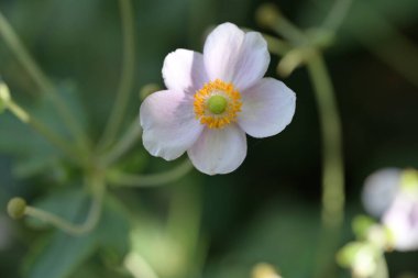 Güzel botanik şakayık çiçekleri yakın çekim 