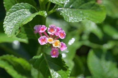 Bahçedeki güzel pembe çiçekler
