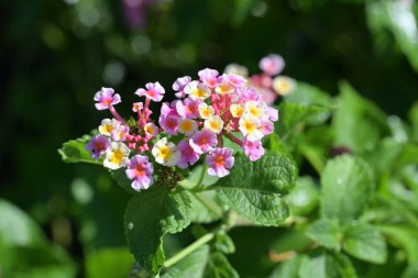 Bahçedeki güzel pembe çiçekler