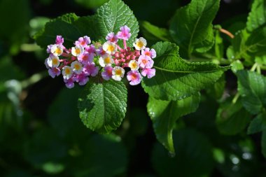 Bahçedeki güzel pembe çiçekler