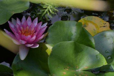 Bahçedeki nilüfer çiçeği 