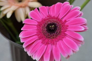 Bahçedeki güzel Gerbera çiçeği, kapat manzarayı 