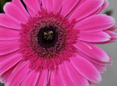 Bahçedeki güzel Gerbera çiçeği, kapat manzarayı 