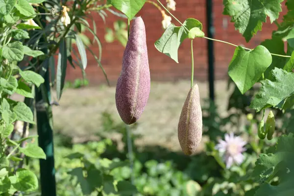 stock image Aristolochia macrophylla in green garden