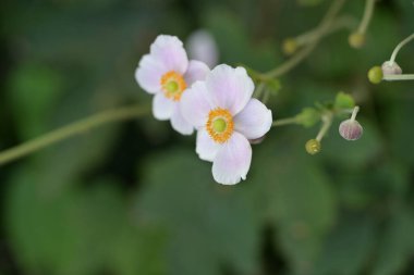 Güzel botanik şakayık çiçekleri yakın çekim 