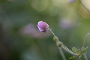Bahçedeki güzel pembe çiçekler