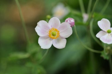 Güzel botanik şakayık çiçekleri yakın çekim 