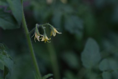 Bahçedeki güzel sarı çiçekler