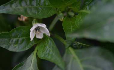 Bahçede yeşil biber çiçeği