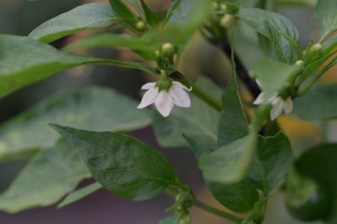 Bahçede yeşil biber çiçeği