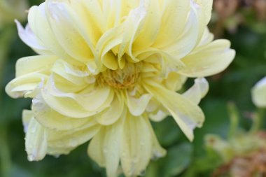 Güzel sarı çiçek bahçesinde yakın çekim