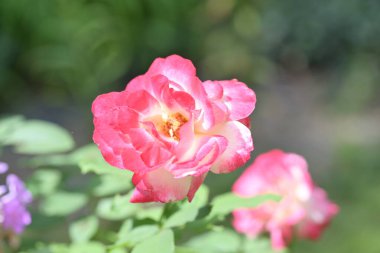 Bahçede açan güzel pembe gül çiçeklerinin yakın görüntüsü. 