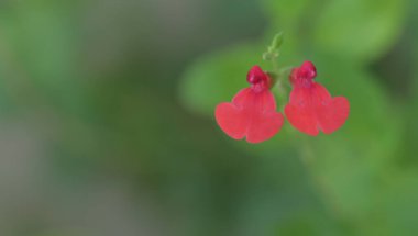 Bahçedeki güzel pembe çiçekler