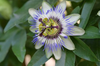 # Bahçedeki güzel çiçekleri #