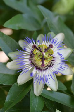 # Bahçedeki güzel çiçekleri #