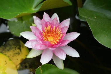 Bahçedeki nilüfer çiçeği 