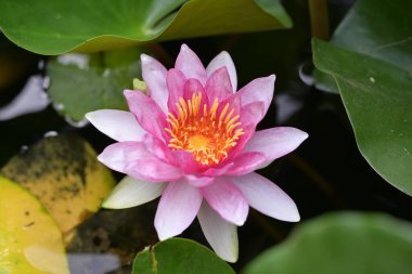 Bahçedeki nilüfer çiçeği 