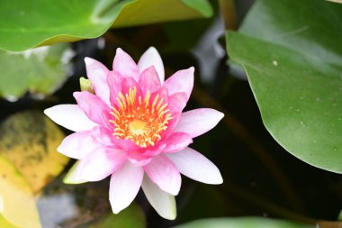 Bahçedeki nilüfer çiçeği 