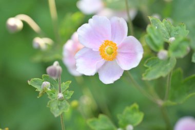 Bahçedeki güzel mor çiçekler 