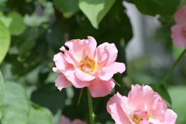 Bahçedeki güzel pembe güller