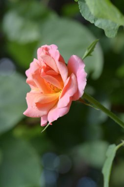 Bahçedeki güzel pembe güller