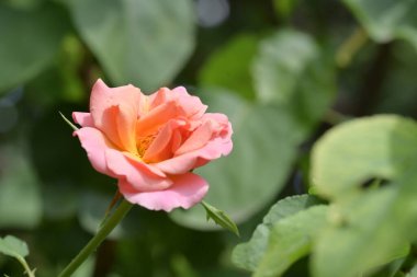 Bahçedeki güzel pembe çiçeklerin yakın görüntüsü