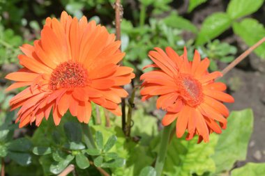 Bahçede büyüyen güzel çiçekler.