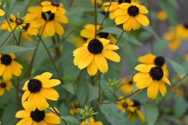 Sarı gözlü Susan çiçekleri bahçede.