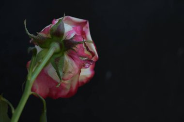 Siyah arka planda güzel pembe bir gül 