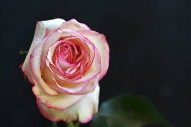 Siyah arka planda güzel pembe bir gül 