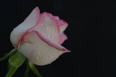 Siyah arka planda güzel pembe bir gül 