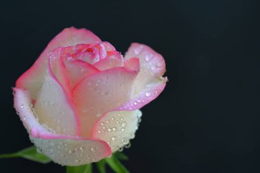 Siyah arka planda güzel pembe bir gül 