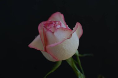 Siyah arka planda güzel pembe bir gül 