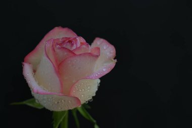 Siyah arka planda güzel pembe bir gül 