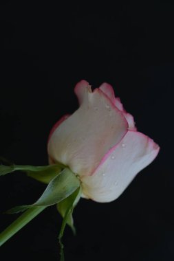 Siyah arka planda güzel pembe bir gül 