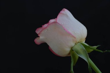 Siyah arka planda güzel pembe bir gül 