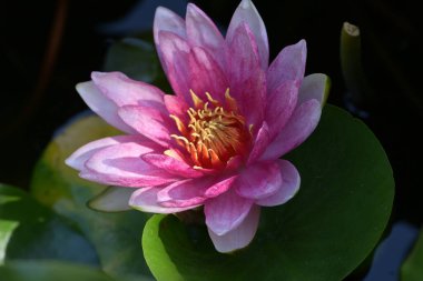 Sudaki güzel nilüfer çiçeğine yaklaş.