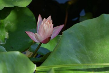 Bahçedeki güzel nilüfer çiçeği