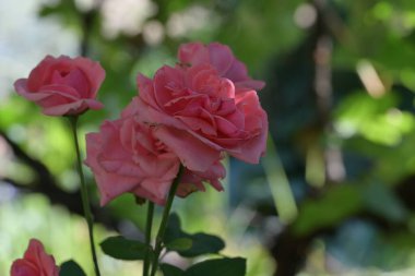 Bahçede açan pembe güzel güllerin yakın plan görüntüsü. 