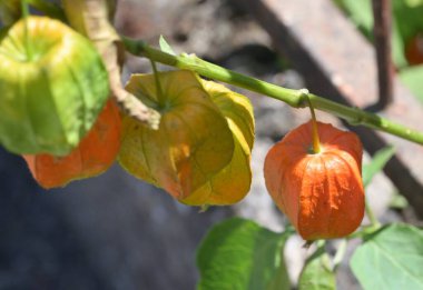 Turuncu Physalis alkekengi 'ye yakın çekim 