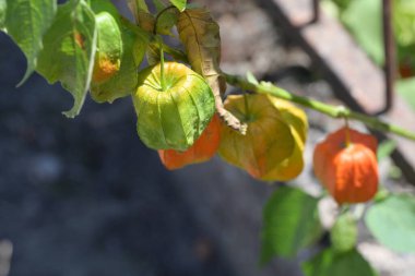 Turuncu Physalis alkekengi 'ye yakın çekim 