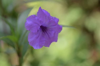 Bahçedeki güzel mor çiçekler