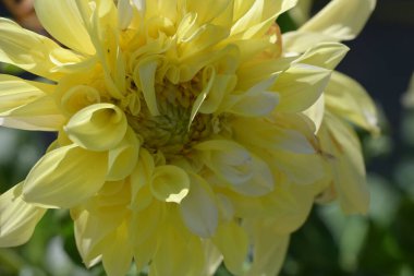 Güzel sarı çiçek bahçesinde yakın çekim