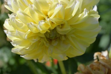 Güzel sarı çiçek bahçesinde yakın çekim